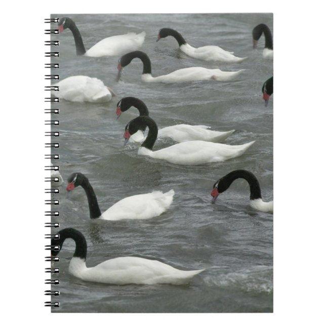 Black-necked swans (Cygnus melancoryphus) Spiral Notebook (Front)