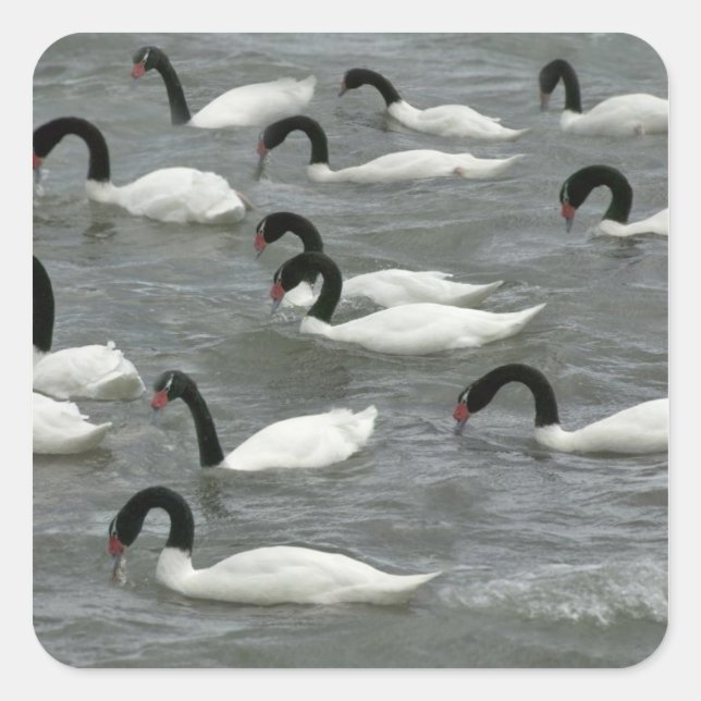 Black-necked swans (Cygnus melancoryphus) Square Sticker (Front)