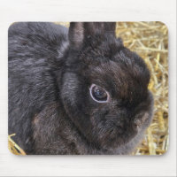 Black Netherland Dwarf Rabbit