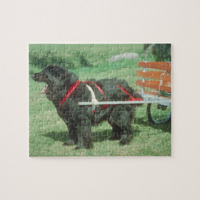 Black Newfoundland Cart Dog Puzzle (Horizontal)