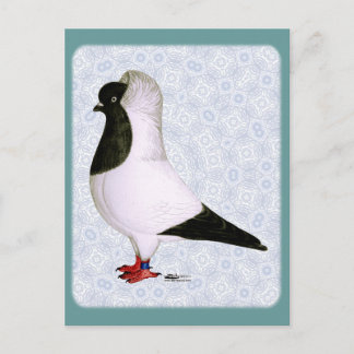 Black Nun Pigeon 1973 Postcard