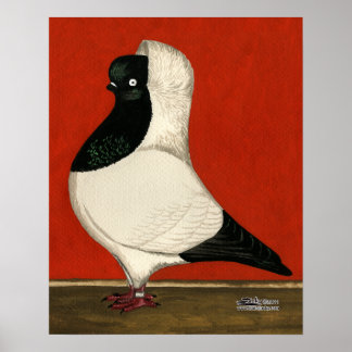 Black Nun Pigeon Poster