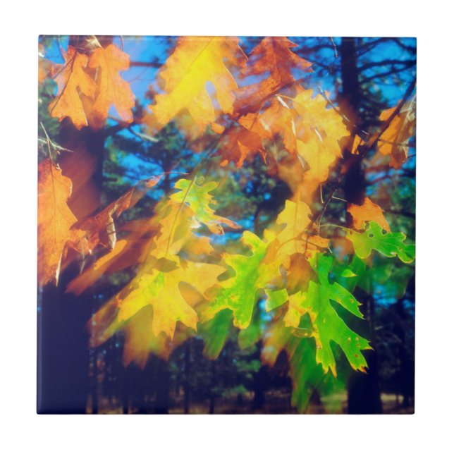 Black Oak Leaves blowing in the Wind Tile (Front)