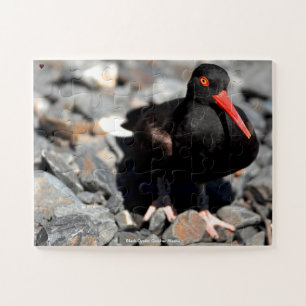 Black Oyster Catcher Alaska Jigsaw Puzzle