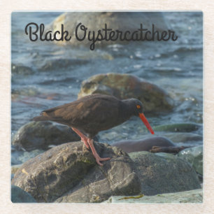 Black Oystercatcher Glass Coaster