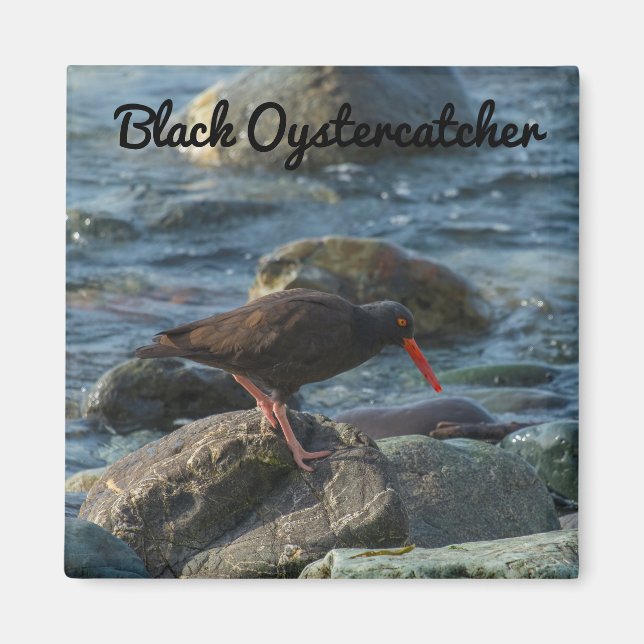 Black Oystercatcher Magnet (Front)