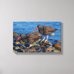 Black Oystercatcher See, Black Oystercatcher Do Canvas Print
