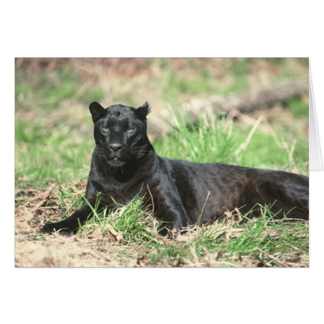 Black Panther Card (Front Horizontal)