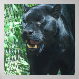 Black Panther Cat Poster