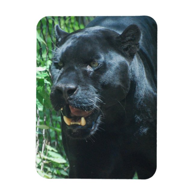 Black Panther Cat Premium Magnet (Vertical)