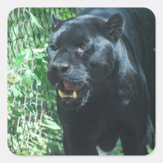 Black Panther Cat  Stickers