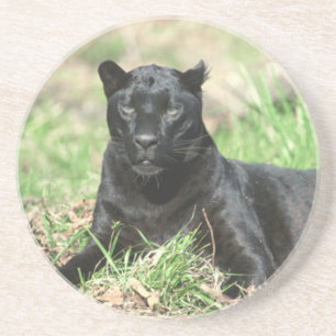 Black Panther Coaster