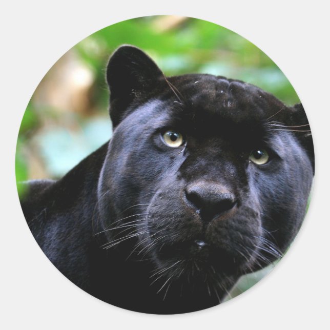 Black Panther Macro Classic Round Sticker (Front)