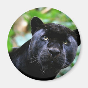 Black Panther Macro Magnet