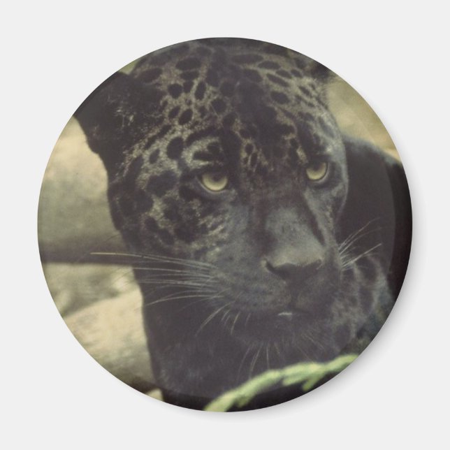 Black Panther Magnet (Front)