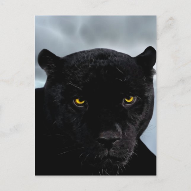 Black Panther Panthera Postcard (Front)