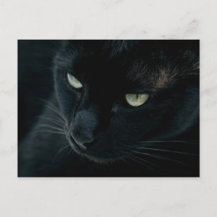 Black panther - Postcard
