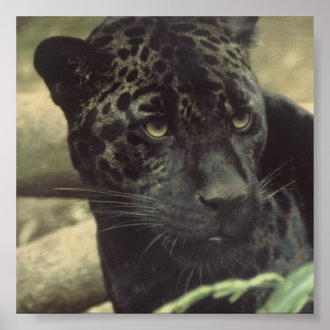 Black Panther Poster (Front)