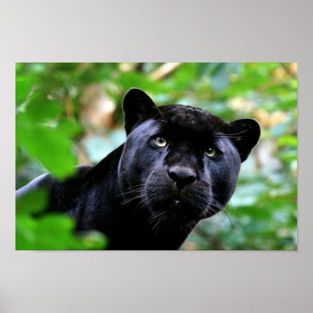 Black Panther Poster (Front)