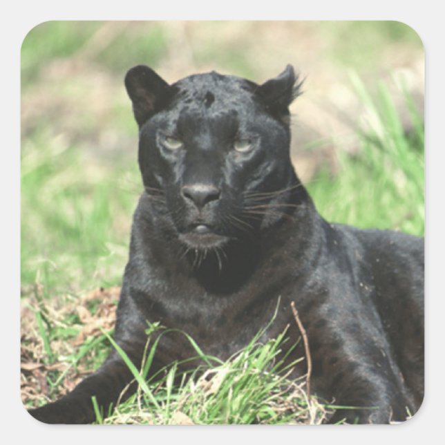 Black Panther Square Sticker (Front)