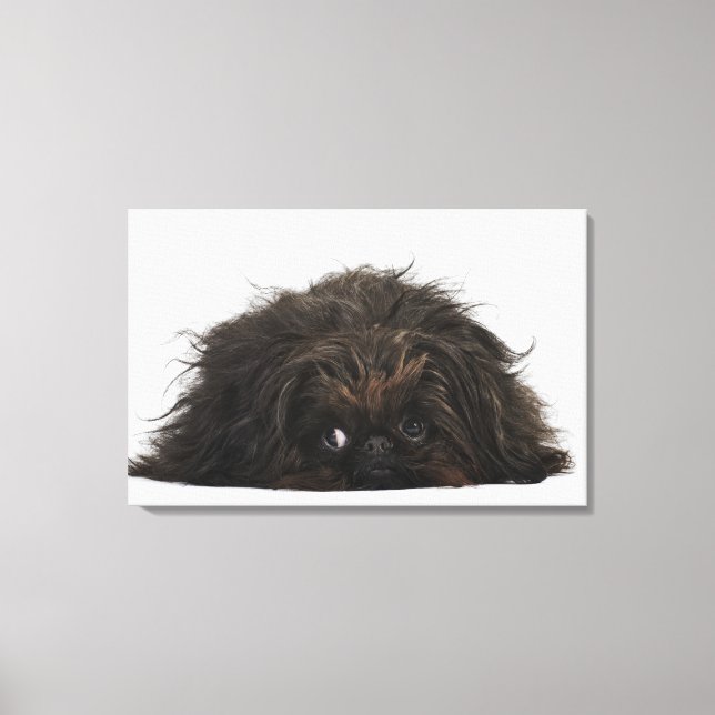 Black Pekingese dog lying down Canvas Print (Front)