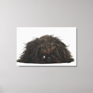 Black Pekingese dog lying down Canvas Print