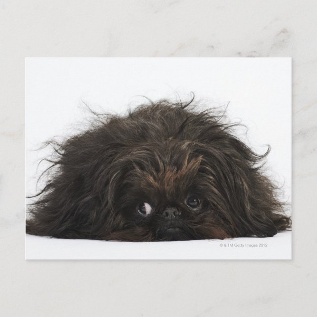 Black Pekingese dog lying down Postcard (Front)