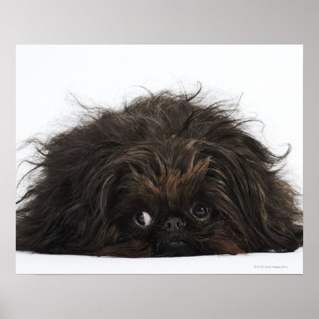 Black Pekingese dog lying down Poster (Front)