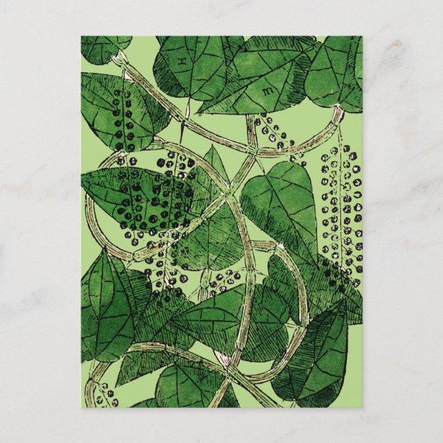 Black Pepper Plant, 1578 Postcard (Front)