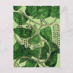 Black Pepper Plant, 1578 Postcard