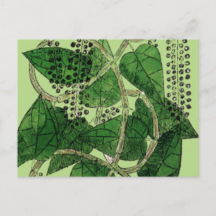 Black Pepper Plant, 1578 Postcard