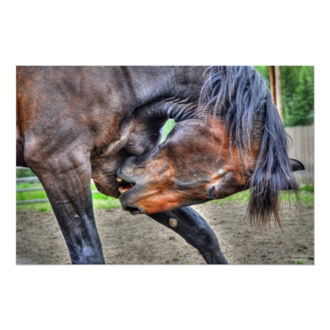 Black Percheron Gelding Horse Preening Photo Poster (Front)
