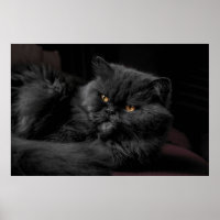 Black Persian Cat