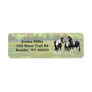 Black Pinto Paint Quarter Horses In Summer Pasture