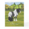 Black Pinto Piebald Gypsy Vanner Draught Horse