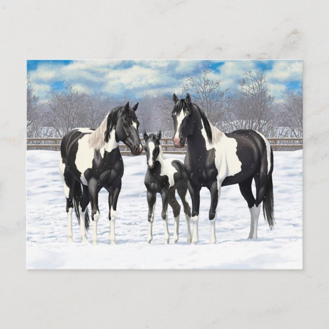 Black Pinto Quarter Horse Paint Horses In Snow Postcard (Front)