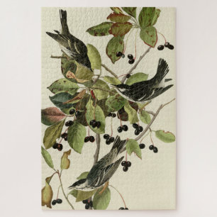 Black-poll Warbler from Audubon's Birds of America Jigsaw Puzzle