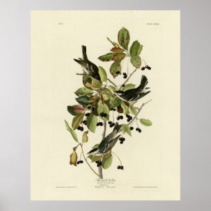 Black-poll Warbler from Audubon's Birds of America Poster