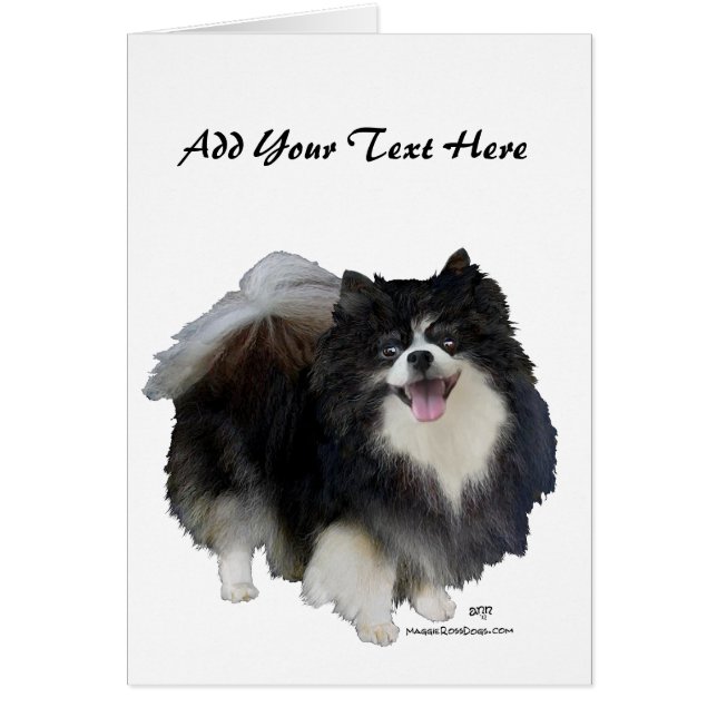 Black Pomeranian (Front)