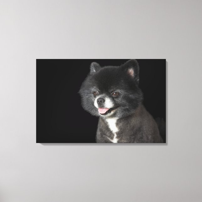 Black Pomeranian looking to the left Canvas Print (Front)
