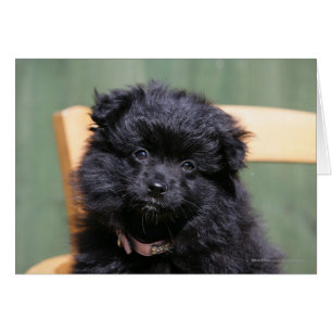 Black Pomeranian Puppy