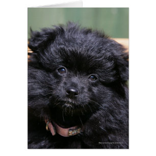 Black Pomeranian Puppy