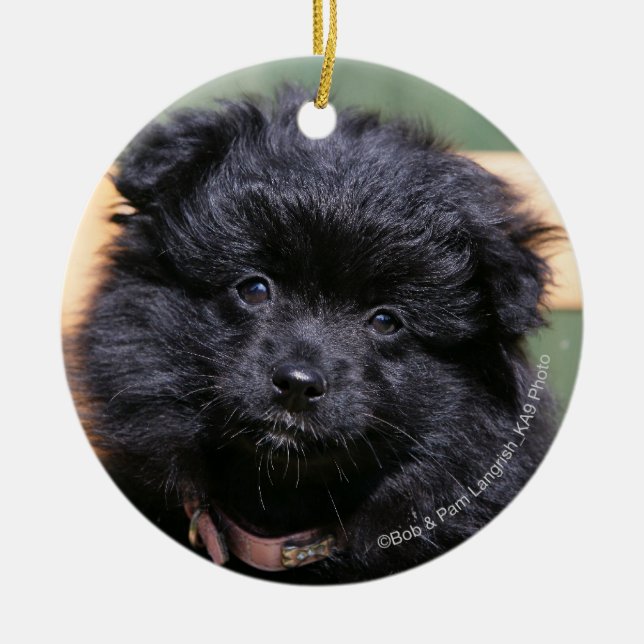 Black Pomeranian Puppy Ceramic Tree Decoration (Front)