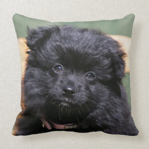 Black Pomeranian Puppy Cushion
