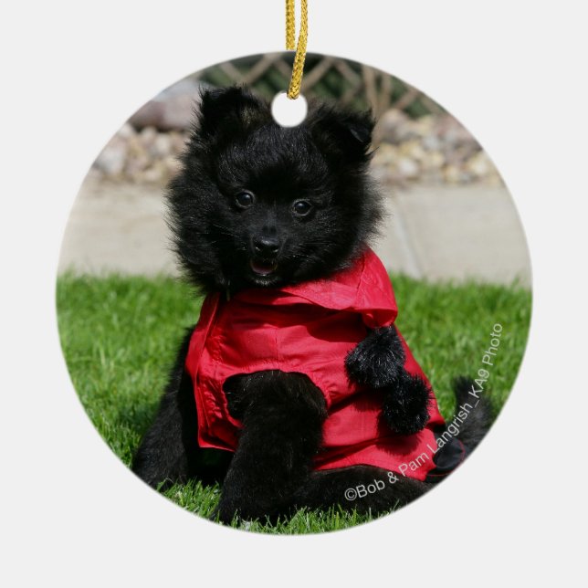 Black Pomeranian Puppy Looking at Camera Ceramic Tree Decoration (Front)