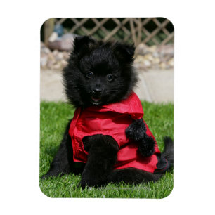 Black Pomeranian Puppy Looking at Camera Magnet