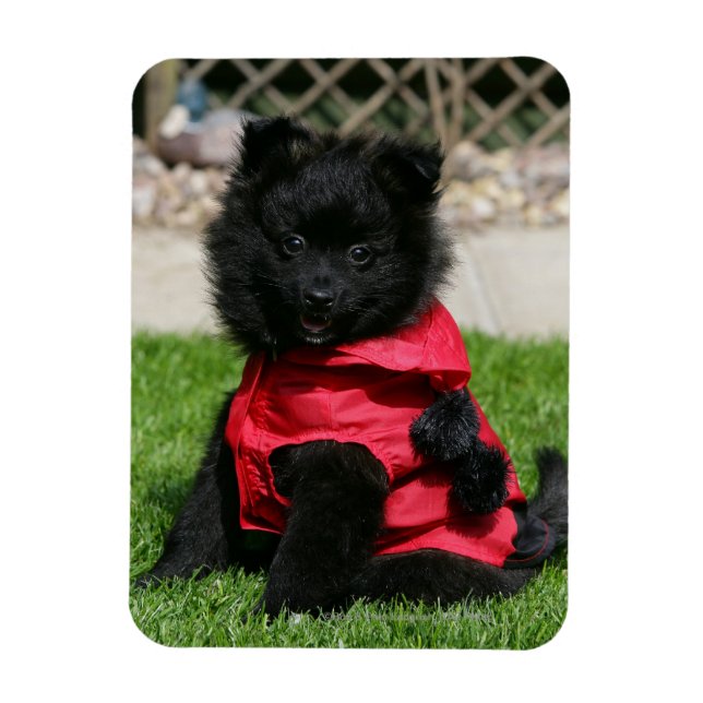 Black Pomeranian Puppy Looking at Camera Magnet (Vertical)