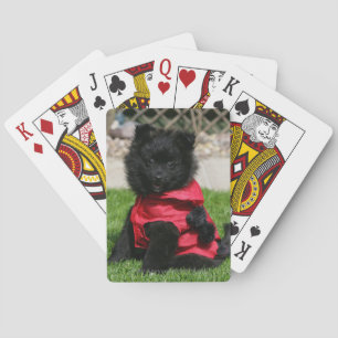 Black Pomeranian Puppy Looking at Camera Playing Cards