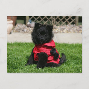 Black Pomeranian Puppy Looking at Camera Postcard
