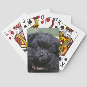 Black Pomeranian Puppy Playing Cards